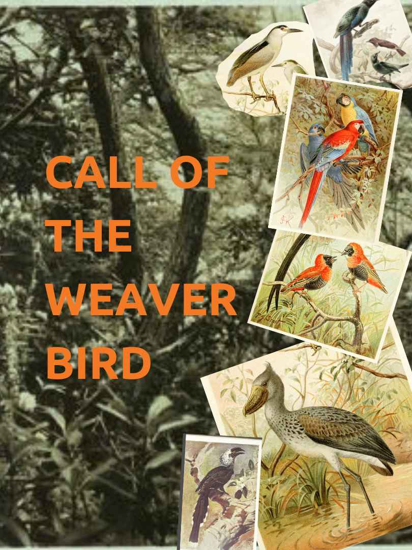 CALL OF THE WEAVER BIRD 